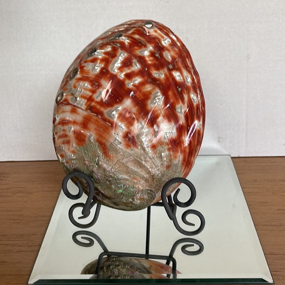 Rare Giant Red Abalone Shell: Perfect Display Condition - Picture 1 of 8